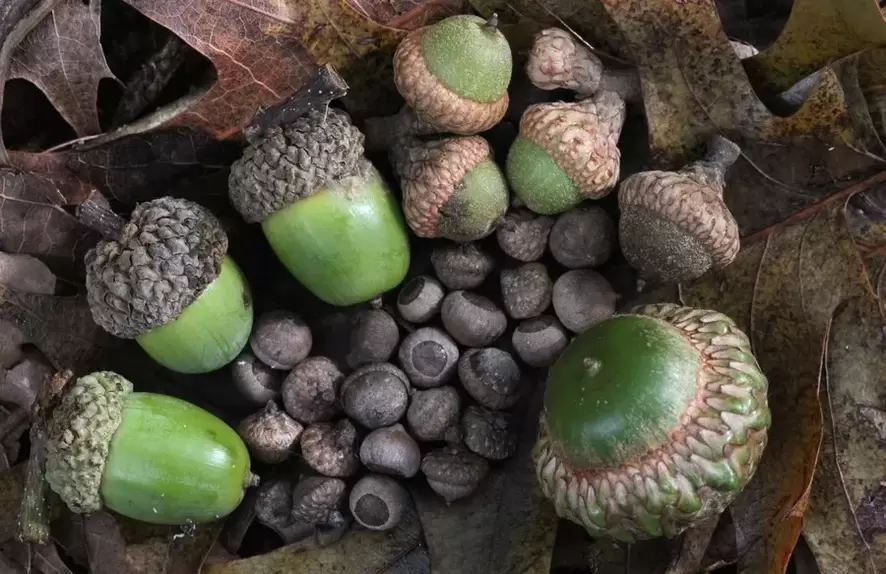 uğurlar amulet - acorn