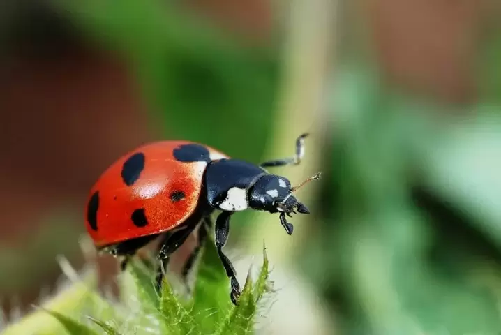 uğurlar amulet - ladybug